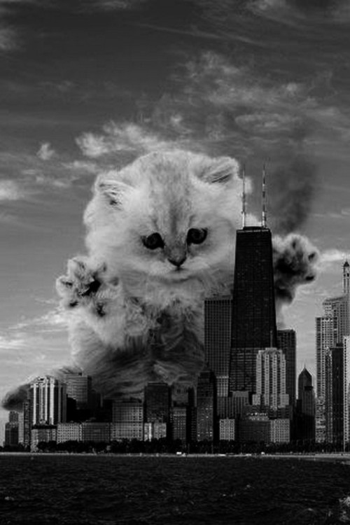 apocalypse kitten cat city Blank Meme Template