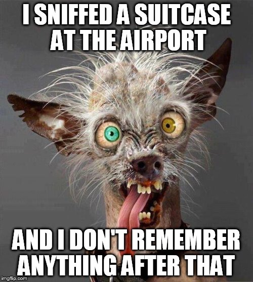 ugly dog 2.0 | I SNIFFED A SUITCASE AT THE AIRPORT AND I DON'T REMEMBER ANYTHING AFTER THAT | image tagged in ugly dog 20 | made w/ Imgflip meme maker
