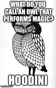 WHAT DO YOU CALL AN OWL THAT PERFORMS MAGIC? HOODINI | image tagged in hoodini | made w/ Imgflip meme maker