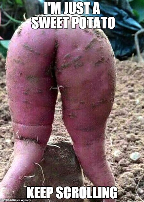Farm porn | I'M JUST A SWEET POTATO KEEP SCROLLING | image tagged in sweet potato,vegetables,memes,meme,nsfw | made w/ Imgflip meme maker