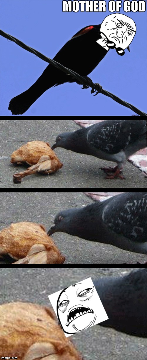 pigeon eating chicken | MOTHER OF GOD | image tagged in chicken,pidgeon | made w/ Imgflip meme maker
