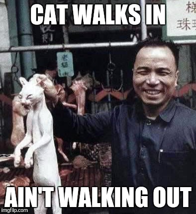 CAT WALKS IN AIN'T WALKING OUT | made w/ Imgflip meme maker