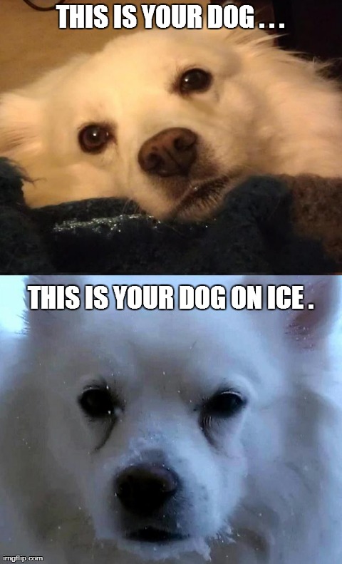 image tagged in funny,dogs | made w/ Imgflip meme maker
