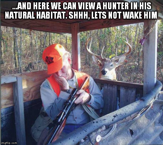 ...AND HERE WE CAN VIEW A HUNTER IN HIS NATURAL HABITAT. SHHH, LETS NOT WAKE HIM | image tagged in deer,hunting | made w/ Imgflip meme maker