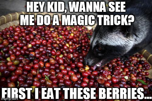 I'm glad that I don't drink coffee! | HEY KID, WANNA SEE ME DO A MAGIC TRICK? FIRST I EAT THESE BERRIES... | image tagged in well time to make some coffee,civet coffee,disgusting habit | made w/ Imgflip meme maker