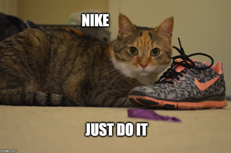 NIKE JUST DO IT | image tagged in cats,nike | made w/ Imgflip meme maker