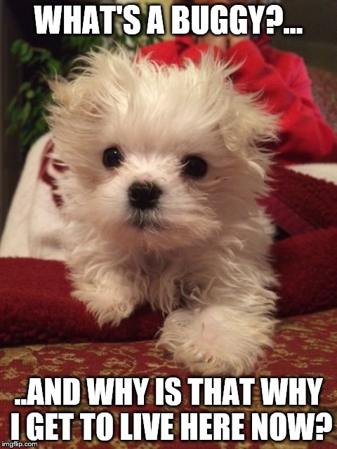 WHAT'S A BUGGY?... ..AND WHY IS THAT WHY I GET TO LIVE HERE NOW? | made w/ Imgflip meme maker