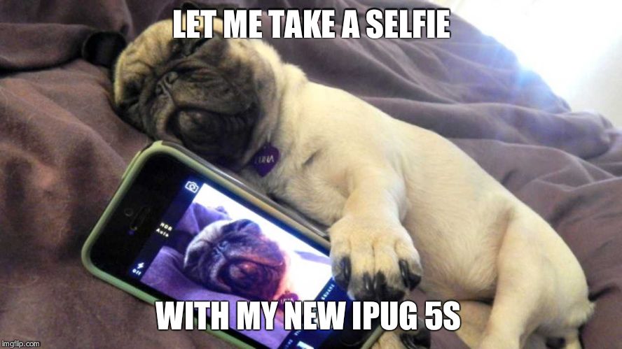 Pugs | LET ME TAKE A SELFIE WITH MY NEW IPUG 5S | image tagged in pugs | made w/ Imgflip meme maker
