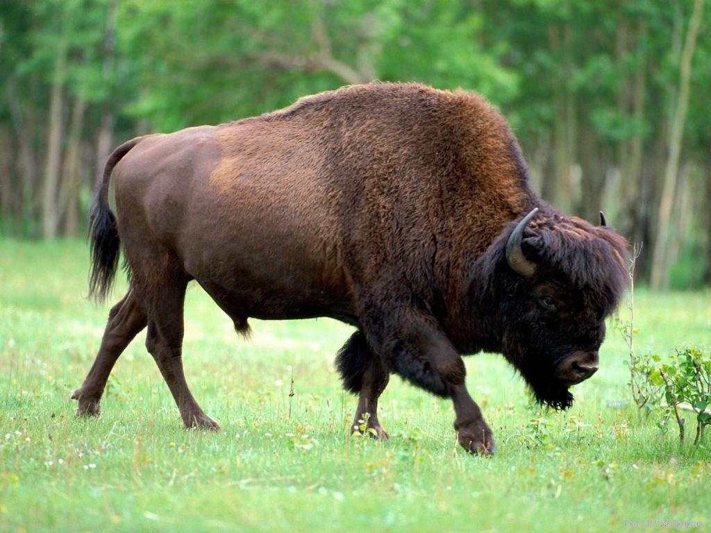 Bison biscuits Blank Meme Template