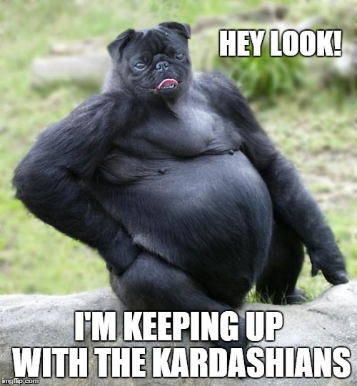 HEY LOOK! I'M KEEPING UP WITH THE KARDASHIANS | image tagged in meme,memes,funny animals,kardashians | made w/ Imgflip meme maker