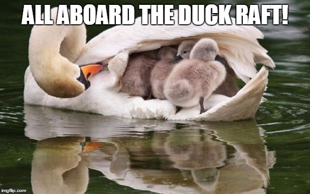 The duck transportation system. | ALL ABOARD THE DUCK RAFT! | image tagged in duck,chick,boat,memes,animals | made w/ Imgflip meme maker