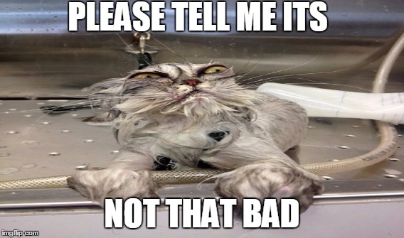 PLEASE TELL ME ITS NOT THAT BAD | image tagged in cats | made w/ Imgflip meme maker