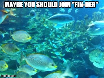 MAYBE YOU SHOULD JOIN "FIN-DER" | made w/ Imgflip meme maker