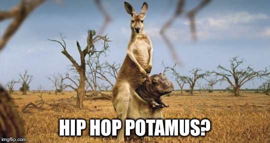 More funny animals, what up with that? | HIP HOP POTAMUS? | image tagged in funny,animals | made w/ Imgflip meme maker