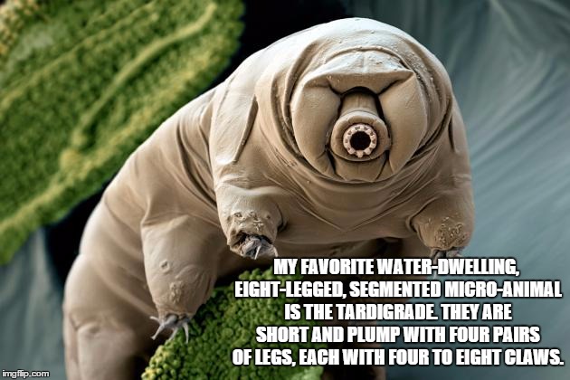 MY FAVORITE WATER-DWELLING, EIGHT-LEGGED, SEGMENTED MICRO-ANIMAL IS THE TARDIGRADE. THEY ARE SHORT AND PLUMP WITH FOUR PAIRS OF LEGS, EACH W | image tagged in tardigrade | made w/ Imgflip meme maker