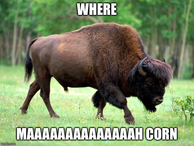 Bison biscuits | WHERE MAAAAAAAAAAAAAAH CORN | image tagged in bison biscuits | made w/ Imgflip meme maker