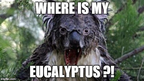 Angry Koala Meme | WHERE IS MY EUCALYPTUS ?! | image tagged in memes,angry koala | made w/ Imgflip meme maker