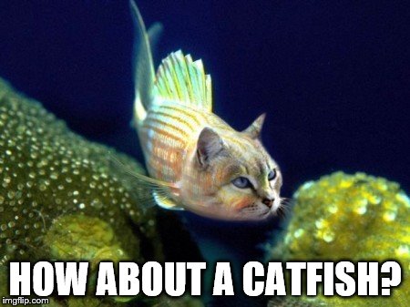 catfish | HOW ABOUT A CATFISH? | image tagged in catfish | made w/ Imgflip meme maker