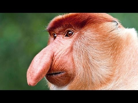 High Quality Big Nose Monkey Blank Meme Template