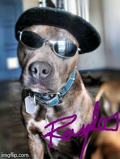 Gangsta Dog Autograph | N | image tagged in gangsta dog autograph | made w/ Imgflip meme maker