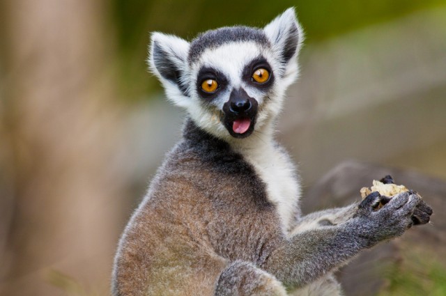 Acid Lemur Blank Meme Template