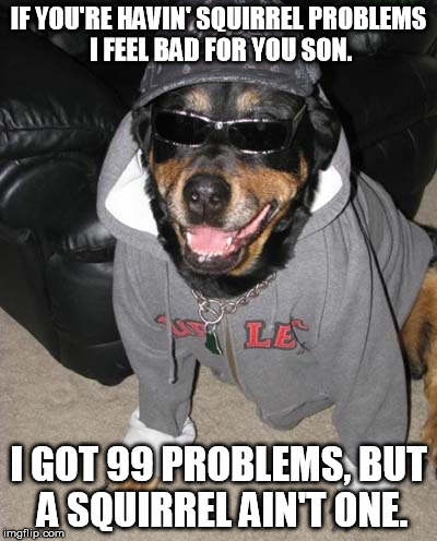Gangsta Dog | IF YOU'RE HAVIN' SQUIRREL PROBLEMS I FEEL BAD FOR YOU SON. I GOT 99 PROBLEMS, BUT A SQUIRREL AIN'T ONE. | image tagged in gangsta dog | made w/ Imgflip meme maker