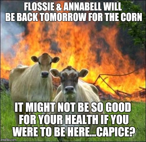 Evil Cows | FLOSSIE & ANNABELL WILL BE BACK TOMORROW FOR THE CORN IT MIGHT NOT BE SO GOOD FOR YOUR HEALTH IF YOU WERE TO BE HERE...CAPICE? | image tagged in memes,evil cows | made w/ Imgflip meme maker