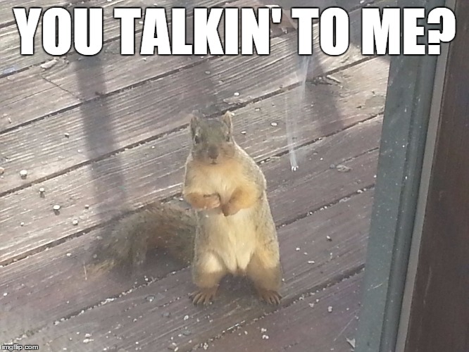 Gangsta squirrel | YOU TALKIN' TO ME? | image tagged in squirrel | made w/ Imgflip meme maker
