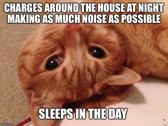 Cat logic  | CHARGES AROUND THE HOUSE AT NIGHT MAKING AS MUCH NOISE AS POSSIBLE SLEEPS IN THE DAY | image tagged in cat,logic | made w/ Imgflip meme maker
