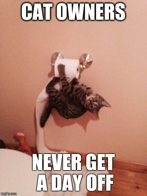 Cat Owners | CAT OWNERS NEVER GET A DAY OFF | image tagged in funny cats | made w/ Imgflip meme maker
