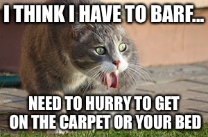 I THINK I HAVE TO BARF... NEED TO HURRY TO GET ON THE CARPET OR YOUR BED | made w/ Imgflip meme maker