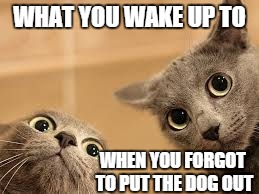 Sometimes, there's an extra present in the house... | WHAT YOU WAKE UP TO WHEN YOU FORGOT TO PUT THE DOG OUT | image tagged in cat 2 with big eyes,cats | made w/ Imgflip meme maker