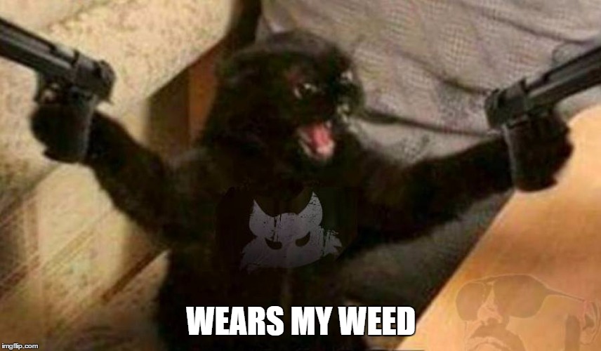 WEARS MY WEED | image tagged in angry cat | made w/ Imgflip meme maker
