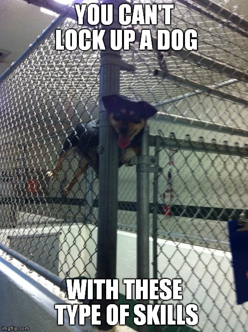 escape artist | YOU CAN'T LOCK UP A DOG WITH THESE TYPE OF SKILLS | image tagged in funny,dog | made w/ Imgflip meme maker