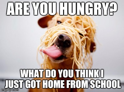 cute dog | ARE YOU HUNGRY? WHAT DO YOU THINK I JUST GOT HOME FROM SCHOOL | image tagged in cute dog | made w/ Imgflip meme maker