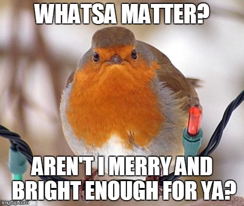 Who Needs Lights? | WHATSA MATTER? AREN'T I MERRY AND BRIGHT ENOUGH FOR YA? | image tagged in memes,bah humbug,birds,christmas | made w/ Imgflip meme maker