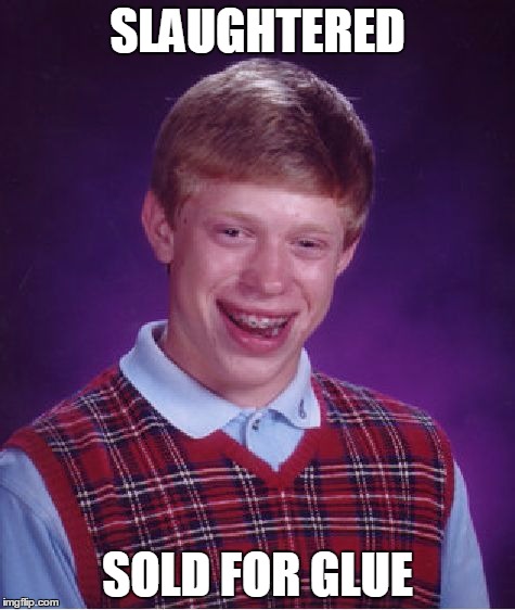 Bad Luck Brian Meme | SLAUGHTERED SOLD FOR GLUE | image tagged in memes,bad luck brian | made w/ Imgflip meme maker