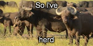 So I've herd | made w/ Imgflip meme maker