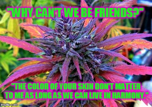 "Why Can't We Be Friends?" | "WHY CAN'T WE BE FRIENDS?" "THE COLOR OF YOUR SKIN DON'T MATTER TO MEAS LONG AS WE CAN LIVE IN HARMONY." | image tagged in marijuana,weed,smoke weed everyday,happy,friends,happy ganja smoke | made w/ Imgflip meme maker
