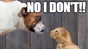 dog cat staredown | NO I DON'T!! | image tagged in dog cat staredown | made w/ Imgflip meme maker