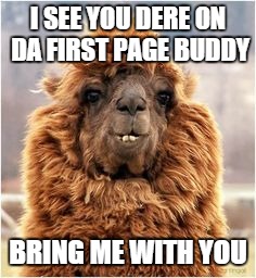 Jealous Alpaca | I SEE YOU DERE ON DA FIRST PAGE BUDDY BRING ME WITH YOU | image tagged in alpaca,alpaca smirk,memes | made w/ Imgflip meme maker