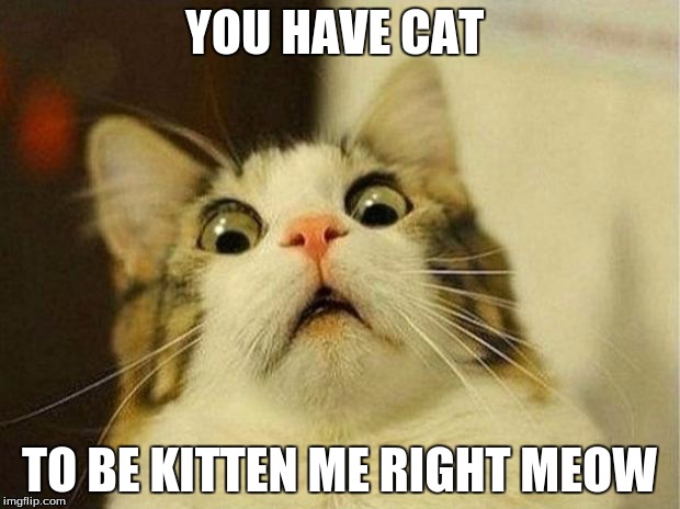 Scared Cat | YOU HAVE CAT TO BE KITTEN ME RIGHT MEOW | image tagged in memes,scared cat | made w/ Imgflip meme maker