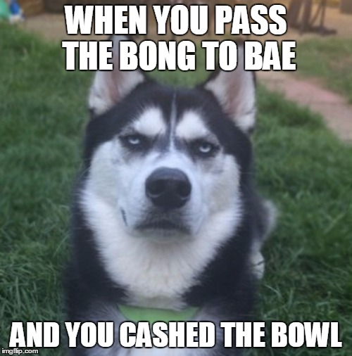 WHEN YOU PASS THE BONG TO BAE AND YOU CASHED THE BOWL | image tagged in husky,weed | made w/ Imgflip meme maker