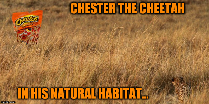 Will the Cheetos escape? | CHESTER THE CHEETAH IN HIS NATURAL HABITAT... | image tagged in memes,wild cheetos,cheetah,cheetos,funny | made w/ Imgflip meme maker
