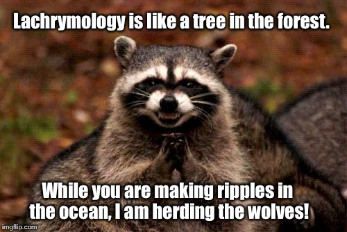 Evil Plotting Raccoon Meme | Lachrymology is like a tree in the forest. While you are making ripples in the ocean, I am herding the wolves! | image tagged in memes,evil plotting raccoon,iamjacksrabbit,wolves,sheep,politics | made w/ Imgflip meme maker