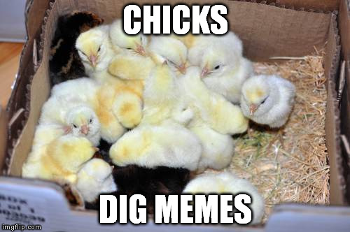 CHICKS DIG MEMES | image tagged in chicks | made w/ Imgflip meme maker