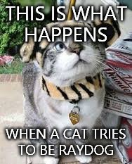 This is not about Raycat. I just thought about this when I saw a cat dressed as a dog in the store today. Lol | THIS IS WHAT HAPPENS WHEN A CAT TRIES TO BE RAYDOG | image tagged in raydog cat thing | made w/ Imgflip meme maker