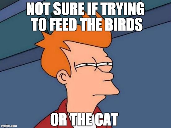 Futurama Fry Meme | NOT SURE IF TRYING TO FEED THE BIRDS OR THE CAT | image tagged in memes,futurama fry | made w/ Imgflip meme maker