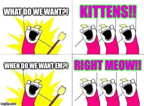 What Do We Want Meme | WHAT DO WE WANT?! KITTENS!! WHEN DO WE WANT EM?! RIGHT MEOW!! | image tagged in memes,what do we want | made w/ Imgflip meme maker