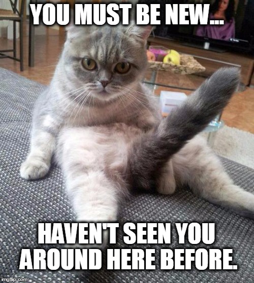 Sexy Cat | YOU MUST BE NEW... HAVEN'T SEEN YOU AROUND HERE BEFORE. | image tagged in memes,sexy cat | made w/ Imgflip meme maker